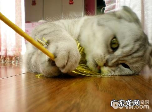 运用逗猫棒的技巧