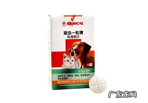 猫咪驱虫要守时定量吗?