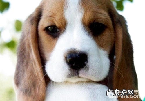 宠物走丢不要慌,镇定应对是上策