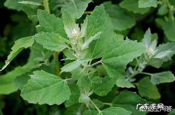 灰灰菜为啥不能晚上吃 农村的灰灰菜能不能吃?哪些人不能吃灰灰菜?