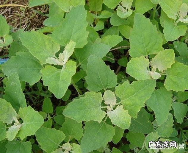 灰灰菜为啥不能晚上吃 农村的灰灰菜能不能吃?哪些人不能吃灰灰菜?