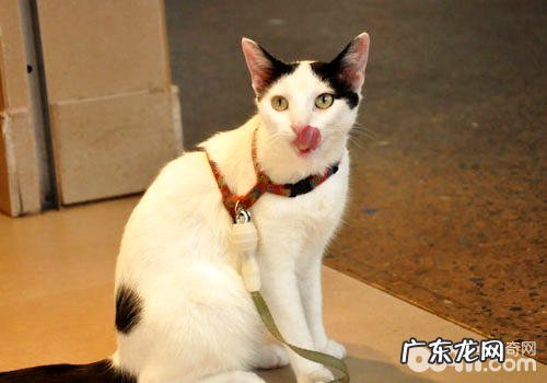 带你领会澳大利亚猫文明