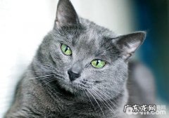 萌猫与明星更配？韩星爱猫大盘点