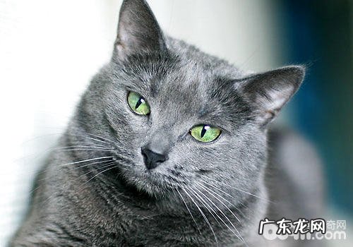 萌猫与明星更配?韩星爱猫大盘点