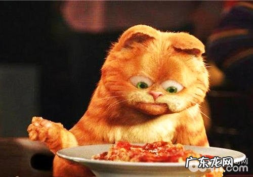 干粮or湿粮?彼此调配才是王道!