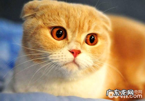 文质彬彬的英国人也爱养猫?