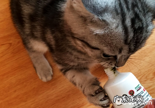 给猫咪运用化毛膏的一些注意事项