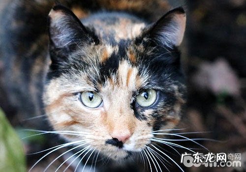 日本人适合养什么猫?