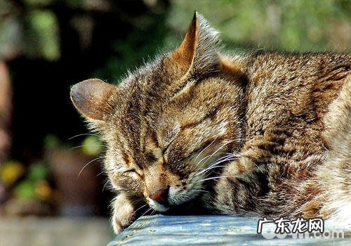 中国人适合养什么猫?