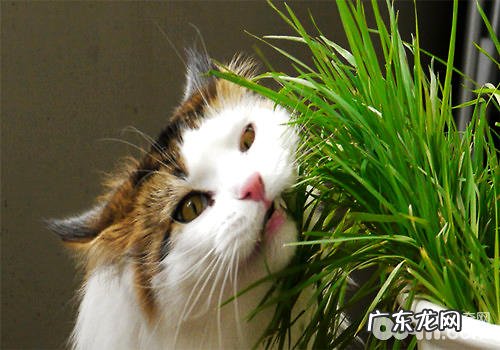 多大的猫咪能够喂猫草?