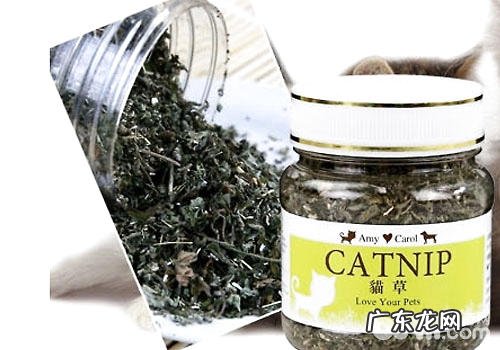 猫草合理的喂养办法是什么？