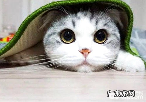 猫咪无聊怎么办?当然是和它玩游戏啦!