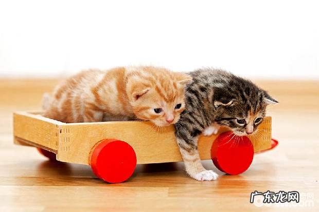 怎么正确使用猫咪玩具