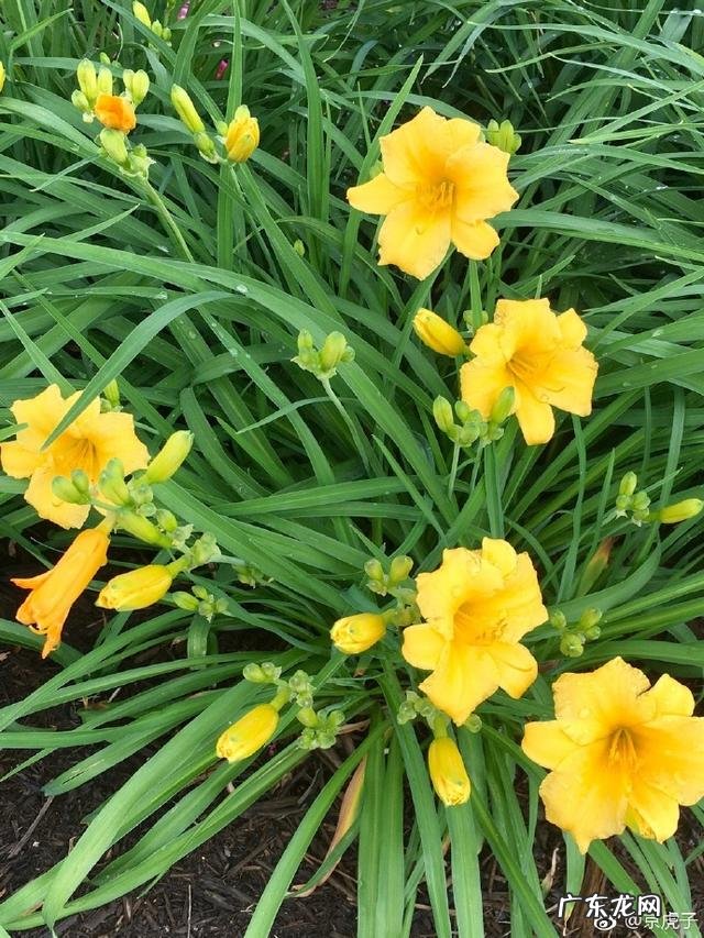 为什么感觉生活条件好了，精神疾病反而多了