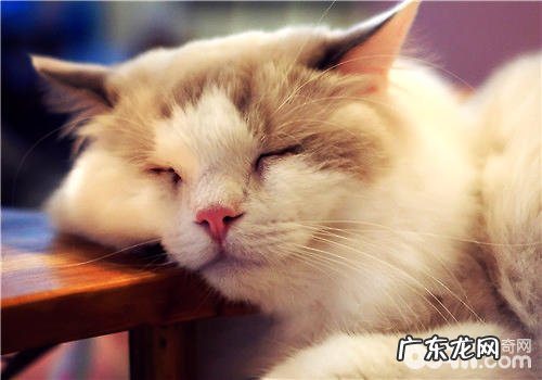 新到家猫咪需求预备哪些猫猫用品