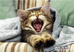 猫咪用猫抓板磨爪子的效果剖析