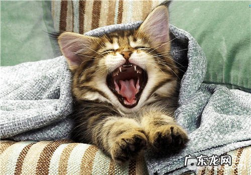 猫咪用猫抓板磨爪子的效果剖析