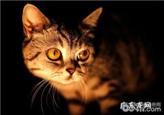 猫窝的整理办法及注意事项