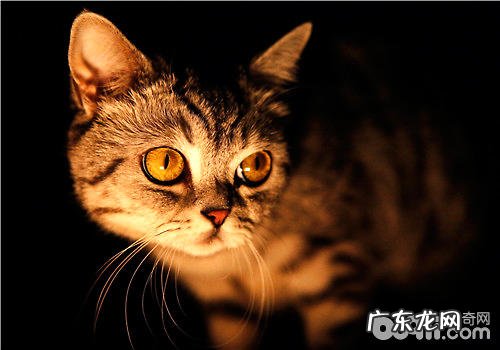 猫窝的整理办法及注意事项