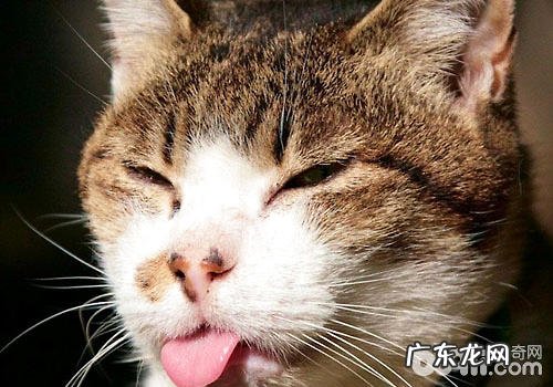 猫咪爱咬人怎么办?