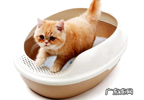 怎么处理猫砂气味难闻问题
