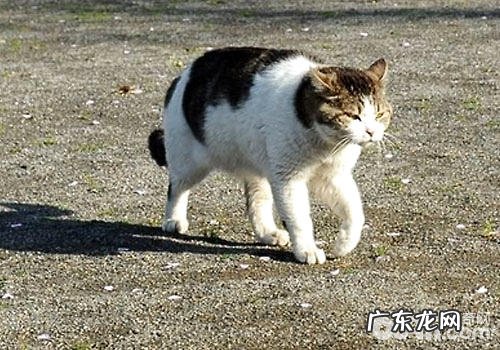 关爱猫咪,更要关爱猫咪身心健康