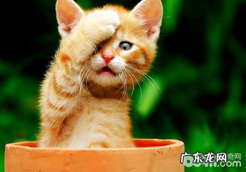 猫驱虫药需不需要空腹喂养