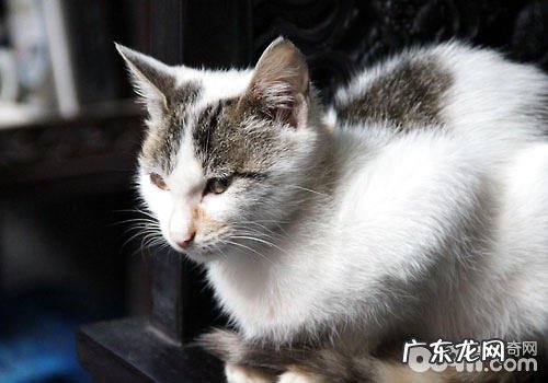 养猫的人更需办理自己的心情?
