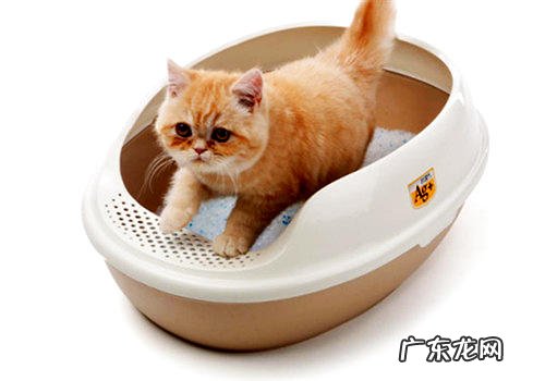 削减猫厕所臭味的小好方法