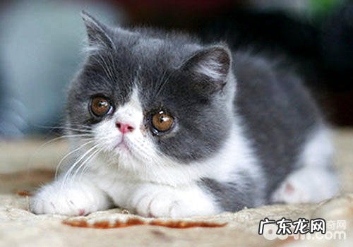 你知道养猫的适合环境吗?