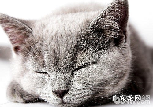 暂停母猫发情有没有影响