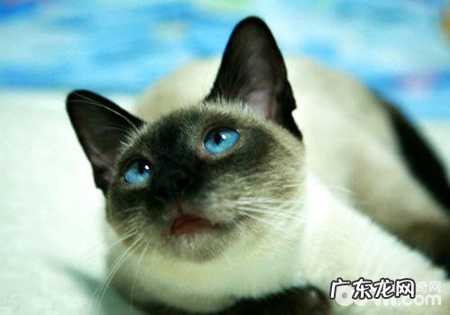 暹罗猫美容有什么技巧?