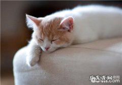 怎么干洗猫爬架