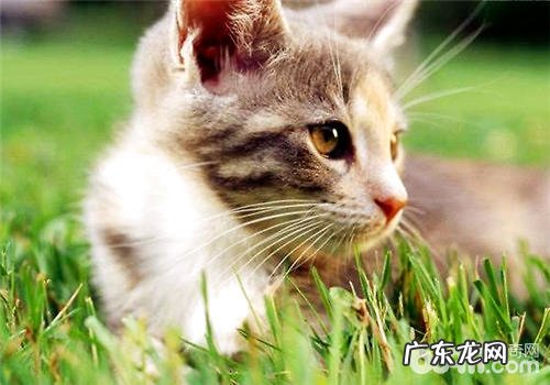 猫草的喂养办法介绍