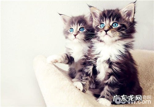 松木猫砂的优缺点剖析