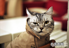 带盖猫砂盆终究好不好