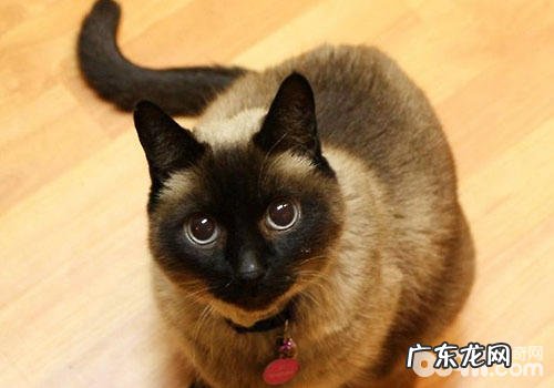 暹罗猫养殖必备用品介绍