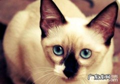 暹罗猫养殖小技巧