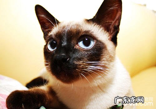 猫王子暹罗猫选购指南