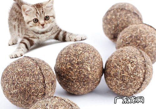 猫是否需求定时吃化毛膏