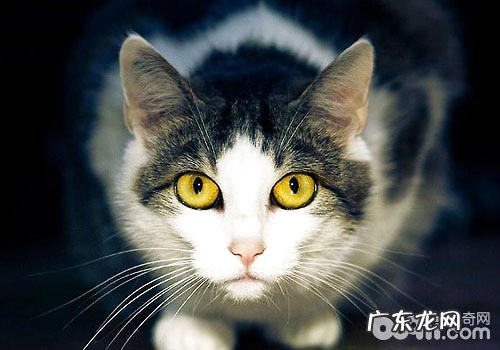 猫咪爱在夜间集会?
