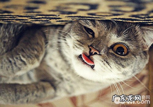 伸舌头卖萌可不是狗狗的专利!猫咪也有!