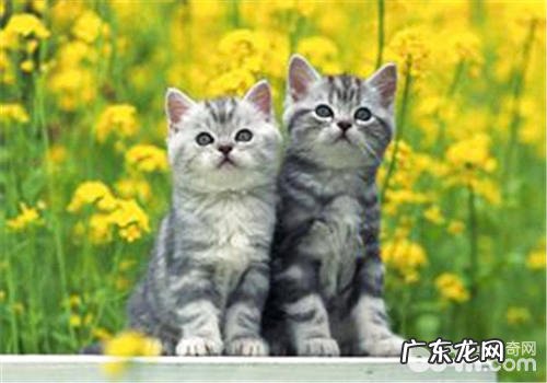 猫罐头的保鲜秘籍