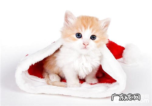 猫猫用品中猫咪玩具的选择