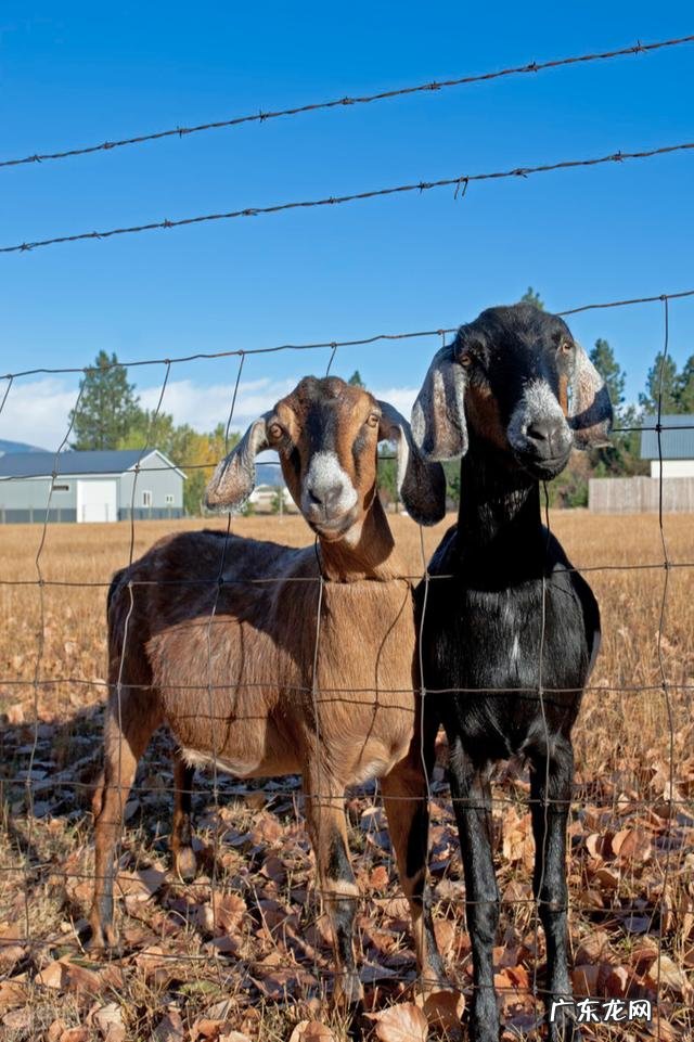 养羊育肥什么品种好，养殖时需注意什么，效益怎么样？