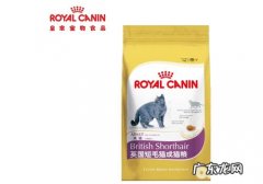 英短猫粮喂养时要注意什么？