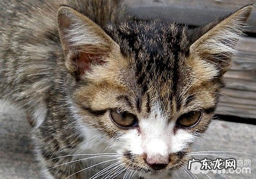 猫奴必备：怎样的你更讨猫咪喜爱？