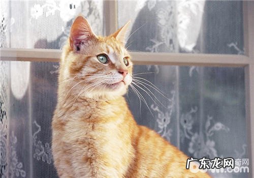 怎么安置一个舒适的猫窝