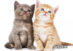 为什么猫喜爱咬纸