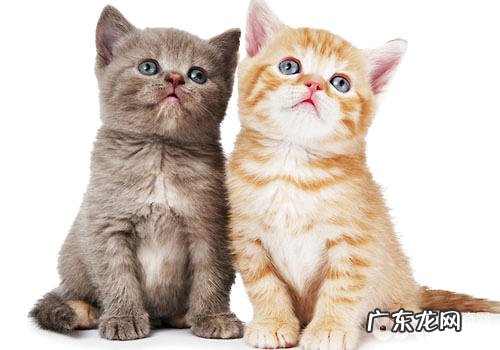 为什么猫喜爱咬纸